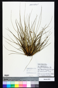 Tillandsia bartramii image