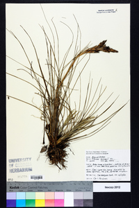 Tillandsia bartramii image