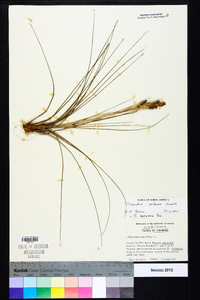 Tillandsia setacea image