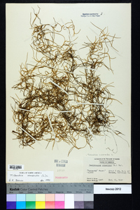 Tillandsia usneoides image