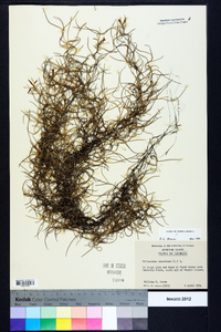 Tillandsia usneoides image