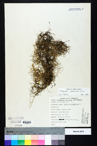 Tillandsia usneoides image