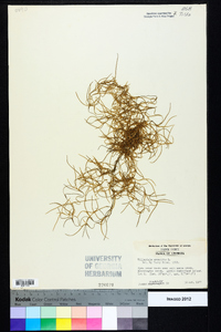 Tillandsia usneoides image