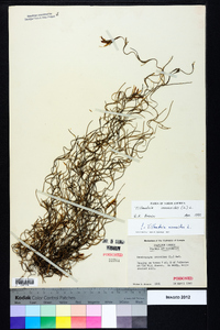 Tillandsia usneoides image