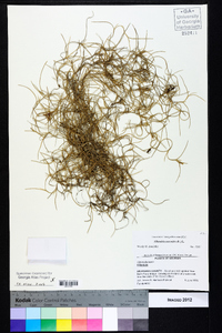 Tillandsia usneoides image