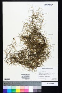 Tillandsia usneoides image