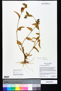 Commelina communis image