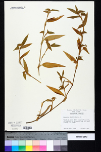 Commelina diffusa image