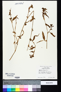 Commelina diffusa image