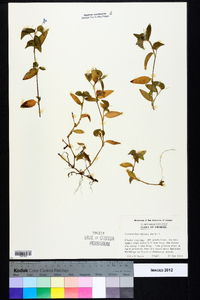 Commelina diffusa image