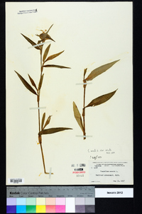 Commelina erecta var. erecta image