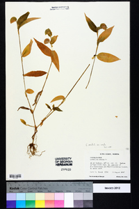 Commelina erecta var. erecta image