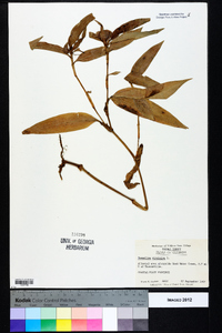 Commelina virginica image