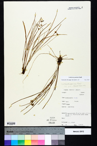 Cuthbertia graminea image