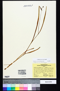 Cuthbertia rosea image