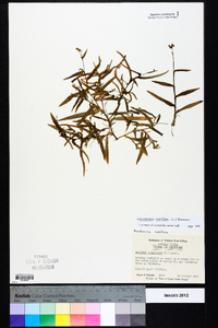 Murdannia nudiflora image