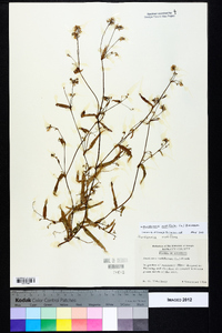 Murdannia nudiflora image