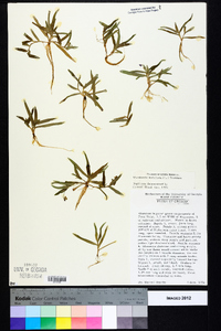 Murdannia nudiflora image