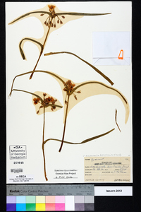 Tradescantia hirsuticaulis image