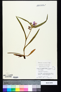 Tradescantia hirsuticaulis image