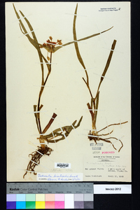 Tradescantia hirsuticaulis image