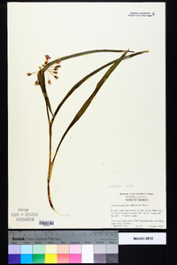 Tradescantia hirsuticaulis image