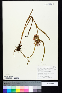 Tradescantia hirsuticaulis image