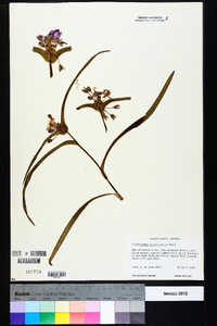 Tradescantia hirsuticaulis image