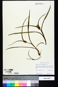 Tradescantia hirsuticaulis image