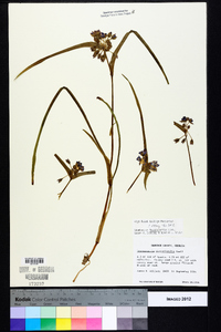 Tradescantia hirsuticaulis image