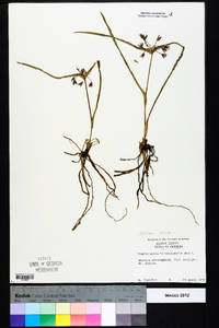 Tradescantia hirsuticaulis image