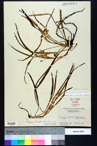 Tradescantia hirsuticaulis image