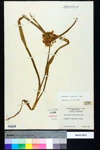 Tradescantia hirsuticaulis image