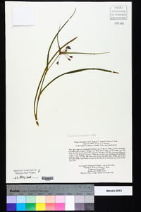 Tradescantia hirsuticaulis image