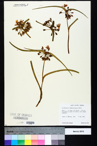 Tradescantia hirsuticaulis image