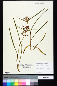 Tradescantia hirsuticaulis image