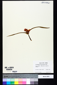 Tradescantia hirsuticaulis image