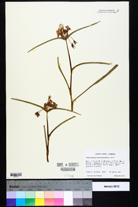 Tradescantia hirsuticaulis image