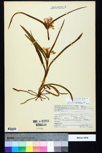 Tradescantia hirsuticaulis image