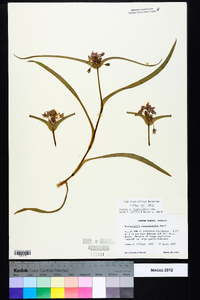 Tradescantia hirsuticaulis image