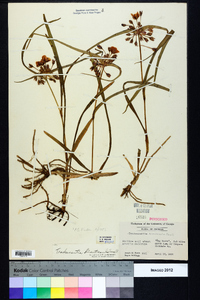 Tradescantia hirsuticaulis image