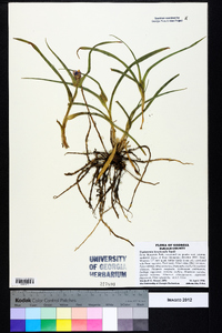 Tradescantia hirsuticaulis image