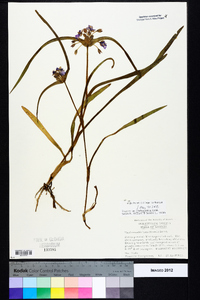 Tradescantia hirsuticaulis image