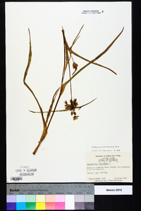 Tradescantia hirsutiflora image