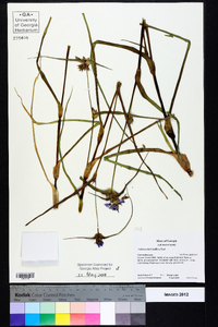 Tradescantia hirsutiflora image