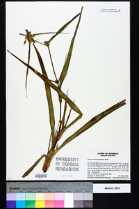 Tradescantia hirsutiflora image