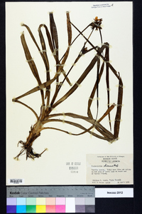 Tradescantia ohiensis image