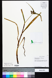 Tradescantia ohiensis image