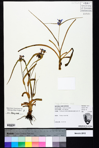 Tradescantia ohiensis image