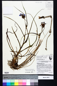 Tradescantia ohiensis image